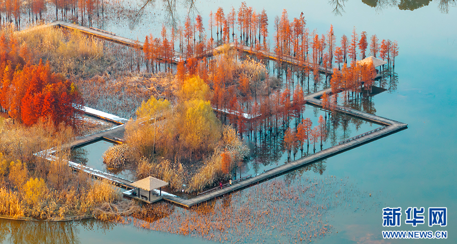 安徽銅陵：濕地公園“杉”水如畫(huà)